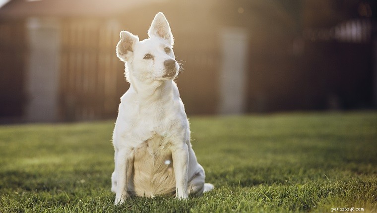 ゴールドの魂と灰色の顔:シニア犬の健康と活動性を保つための 6 つの屋外エクササイズ 