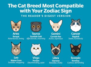 Match Your Zodiac Sign to the Ideal Cat Breed