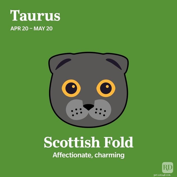 Combine o seu signo do zodíaco com a raça de gato ideal 