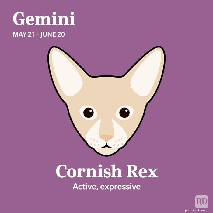 Combine o seu signo do zodíaco com a raça de gato ideal 
