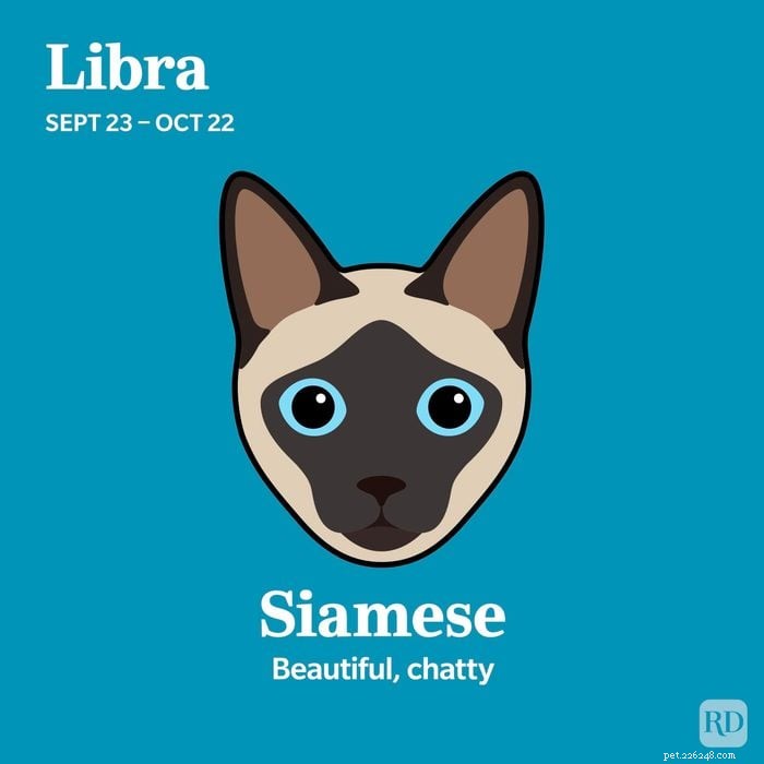 Combine o seu signo do zodíaco com a raça de gato ideal 