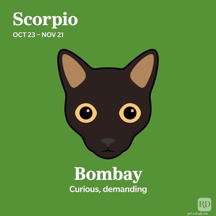 Combine o seu signo do zodíaco com a raça de gato ideal 