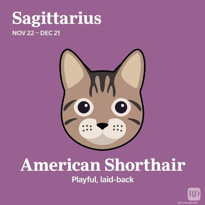 Combine o seu signo do zodíaco com a raça de gato ideal 