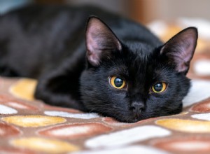 Discover 22 Adorable Black Cat Breeds Perfect for Adoption
