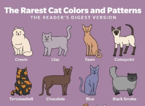 Explore the 12 Most Rare Cat Colors & Patterns