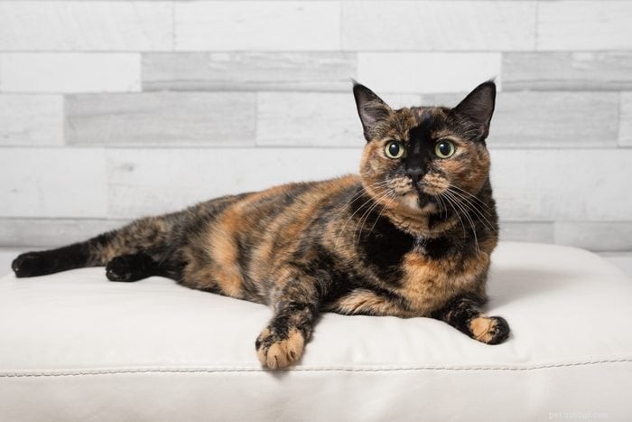 12 の最も珍しい猫の色とパターンを探索する 