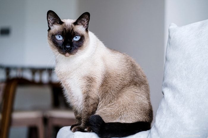 12 の最も珍しい猫の色とパターンを探索する 