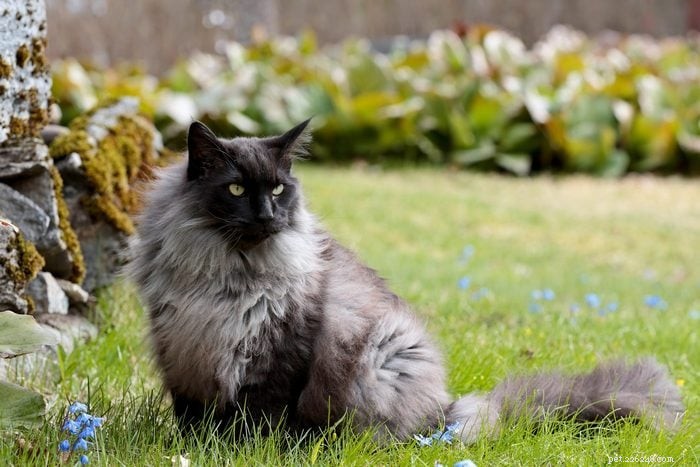 12 の最も珍しい猫の色とパターンを探索する 