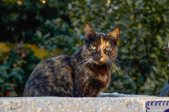 12 の最も珍しい猫の色とパターンを探索する 