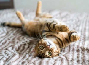 Top 12 Cat Breeds: Smart, Cute, and Irresistibly Clever