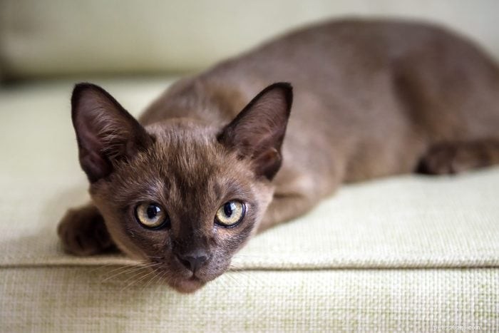 トップ12の猫の品種:賢くて、かわいくて、たまらなく賢い 