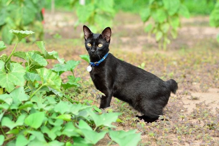 トップ12の猫の品種:賢くて、かわいくて、たまらなく賢い 