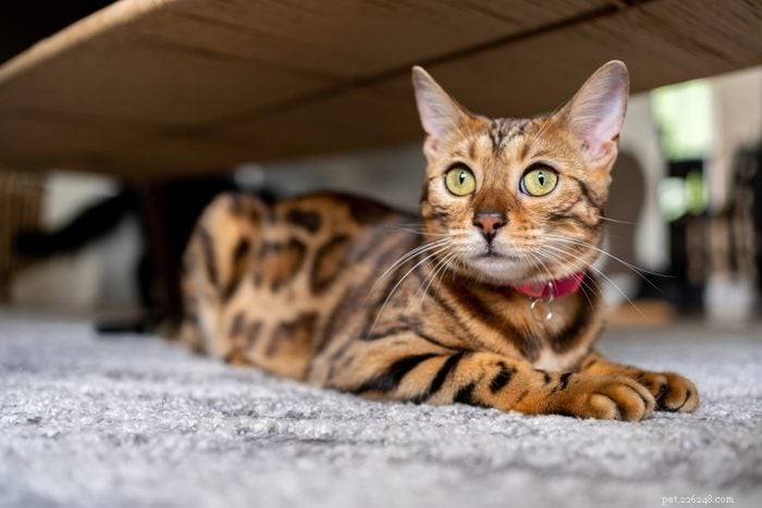 トップ12の猫の品種:賢くて、かわいくて、たまらなく賢い 
