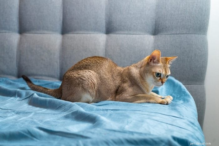 トップ12の猫の品種:賢くて、かわいくて、たまらなく賢い 