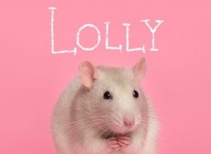 151 Perfect Pet Names for Dogs, Cats & All Your Furry Friends
