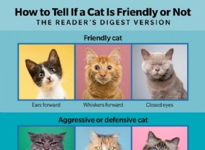 Research Reveals 276 Distinct Facial Expressions in Cats