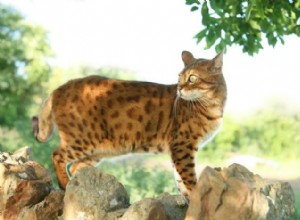 12 Stunning Orange Cat Breeds for Families: Beautiful, Friendly, and Irresistible