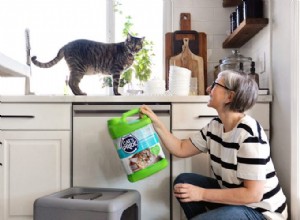 7 Expert Ways to Ensure Your Cat’s Happiness and Health