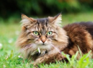 17 Long‑Haired Cat Breeds You’ll Love