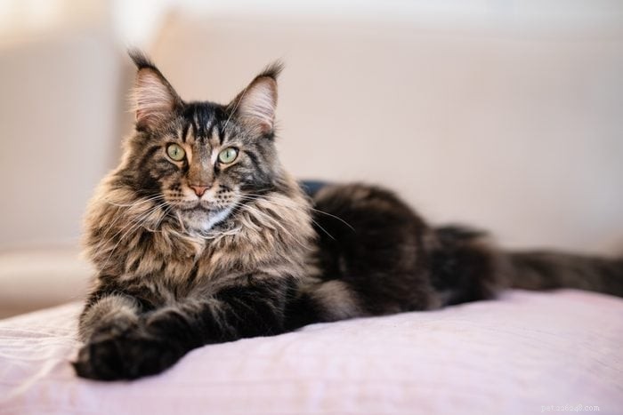 あなたもきっと気に入る長毛種の猫17種 