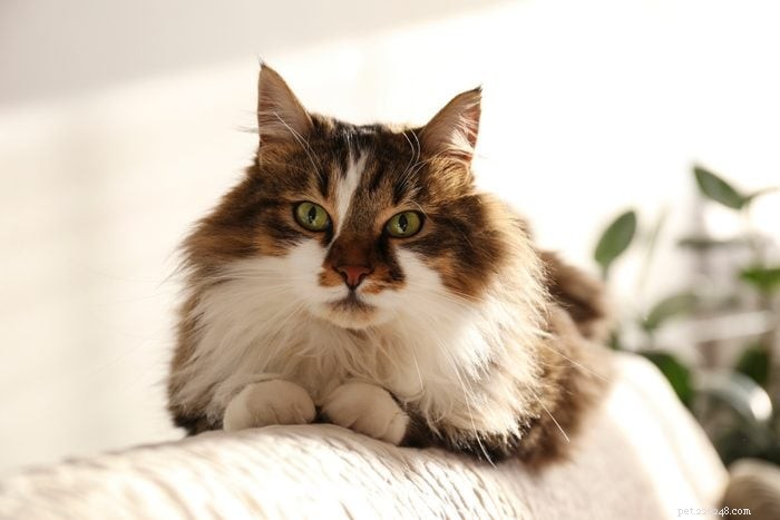 あなたもきっと気に入る長毛種の猫17種 