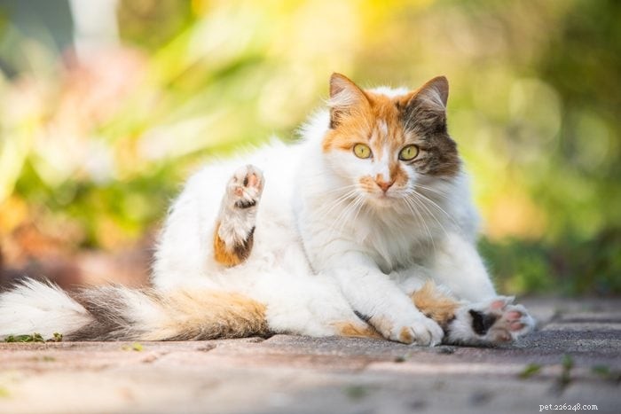 あなたもきっと気に入る長毛種の猫17種 