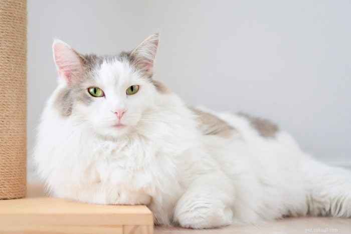 あなたもきっと気に入る長毛種の猫17種 