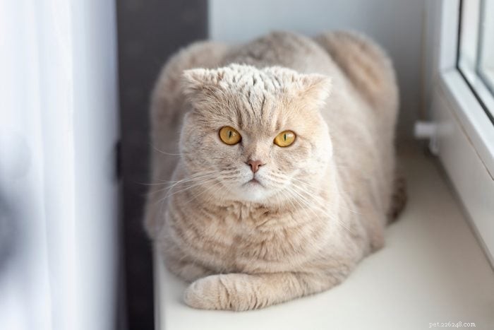あなたもきっと気に入る長毛種の猫17種 