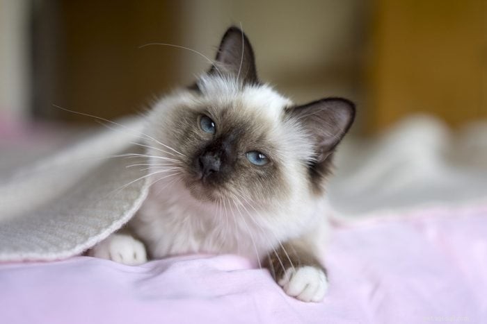 あなたもきっと気に入る長毛種の猫17種 