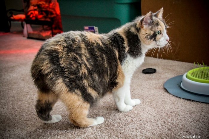 あなたもきっと気に入る長毛種の猫17種 