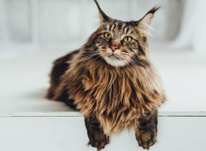 Top 12 Most Expensive Cat Breeds: Prices You Need to Know
