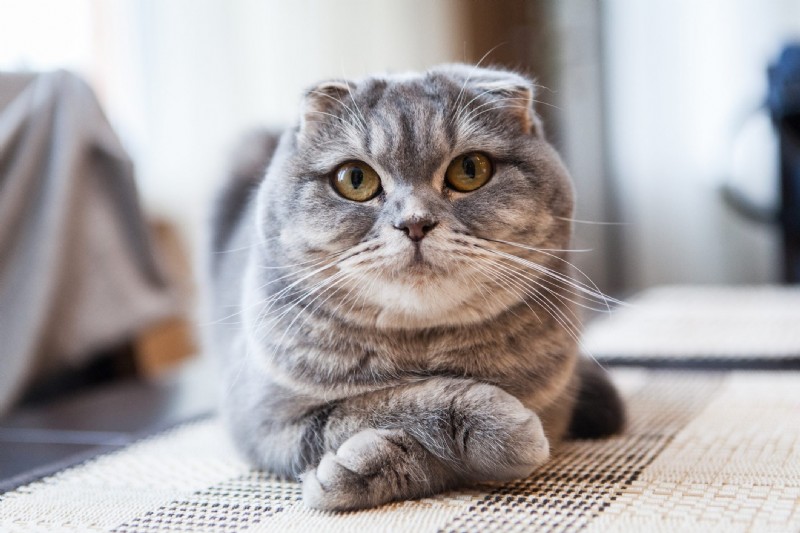 最も高価な猫の品種トップ12：知っておくべき価格 