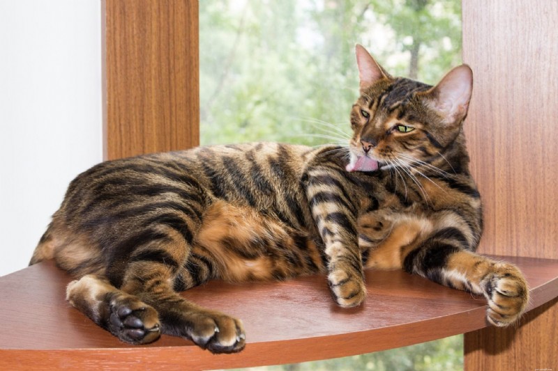 最も高価な猫の品種トップ12：知っておくべき価格 