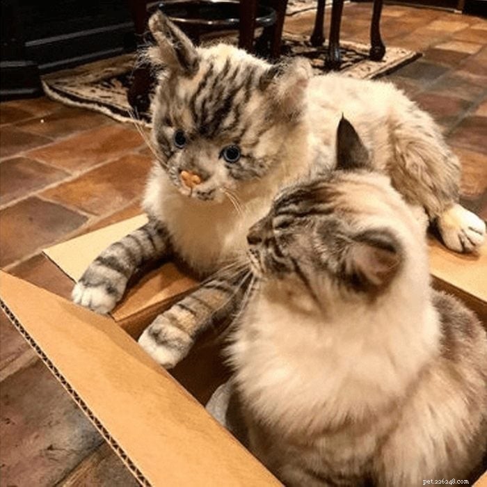猫愛好家や猫ファンへのマストアイテム 48 個のギフト:スタイリッシュなアクセサリー、居心地の良いベッド、インタラクティブなおもちゃ 