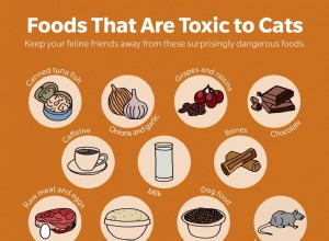 15 Common Household Foods That Are Dangerous to Cats