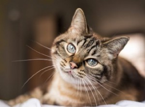 How Smart Is Your Cat? Proven Ways to Spot Their Intelligence