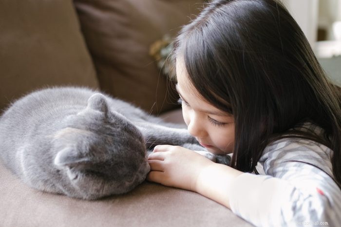 Hoe slim is jouw kat? Bewezen manieren om hun intelligentie te ontdekken 