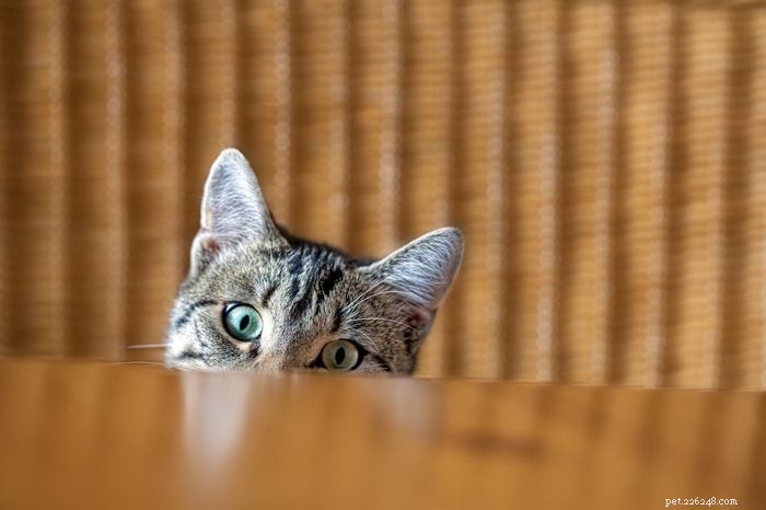 Hoe slim is jouw kat? Bewezen manieren om hun intelligentie te ontdekken 