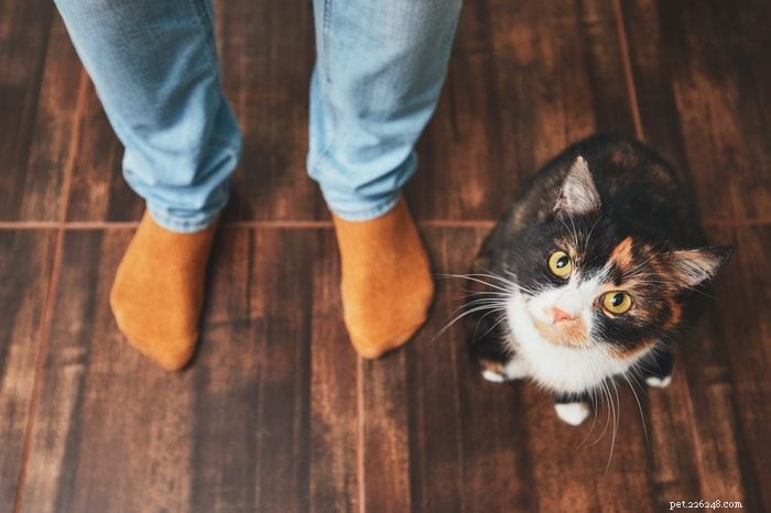 Hoe slim is jouw kat? Bewezen manieren om hun intelligentie te ontdekken 