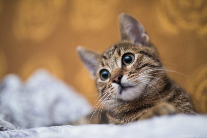 Hoe slim is jouw kat? Bewezen manieren om hun intelligentie te ontdekken 