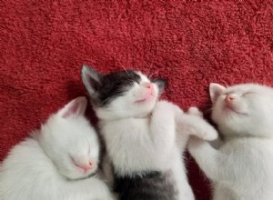 50 Adorable Photos of Kittens Sleeping Peacefully