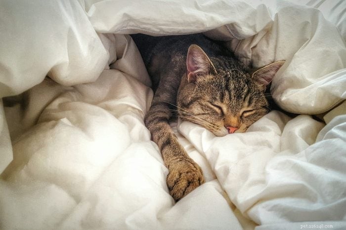 50 очаровательных фотографий мирно спящих котят 
