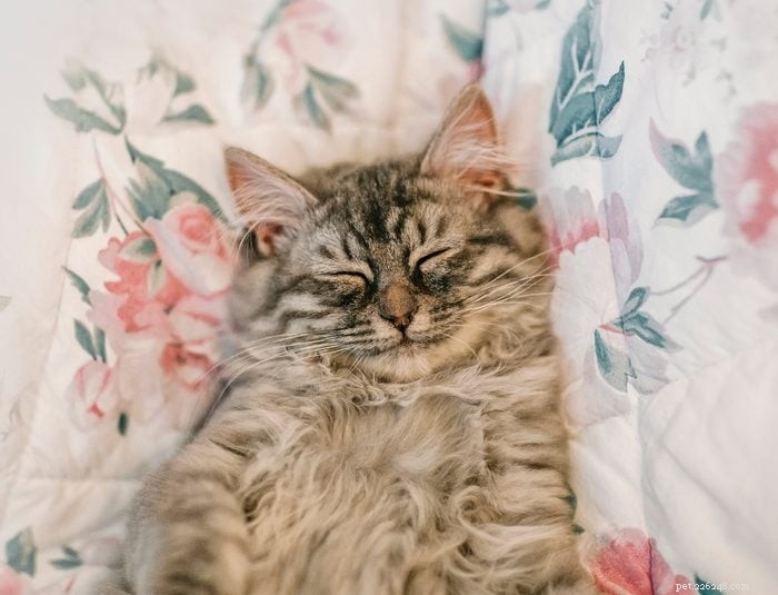 50 очаровательных фотографий мирно спящих котят 