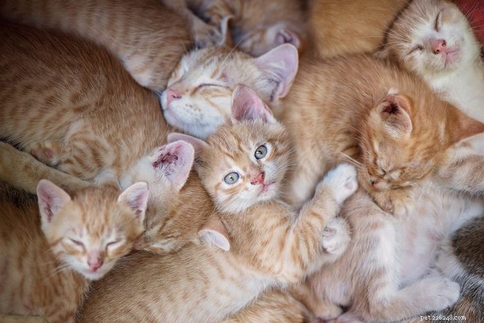 50 очаровательных фотографий мирно спящих котят 