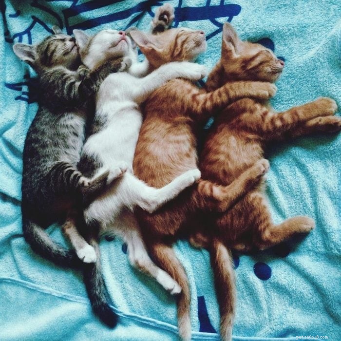 50 очаровательных фотографий мирно спящих котят 