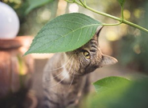 22 Houseplants That Are Poisonous to Cats: Keep Your Feline Safe