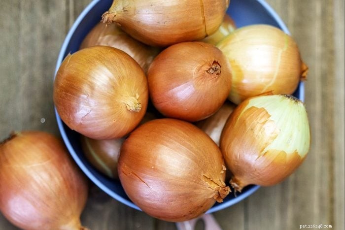 고양이에게 유독한 22가지 실내 식물:고양이를 안전하게 보호하세요 