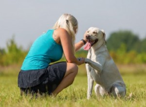 Master Dog Training: Basic Commands, Fun Tricks, and Expert Tips