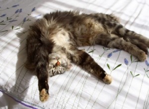 Do Cats Sweat? How Cats Stay Cool During Hot Summer Days, Explained by Veterinarians