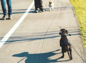 Understanding Why Dogs Bark at Other Dogs: Causes and Solutions